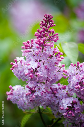 Flowering lilac in the city park. Novosibirsk, may 2007