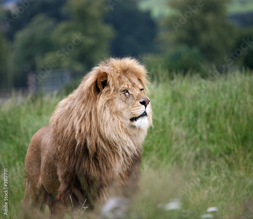 Lion On The Lookout