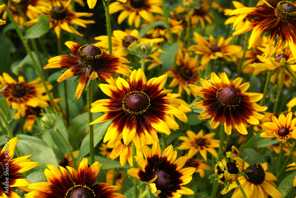Yellow flower in garden many flowers Yellow flower in garden many flowers