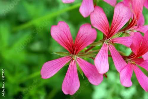 Pink flower in garden - spring