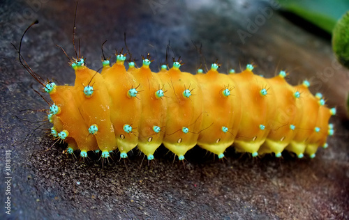 big yellow caterpillar photo