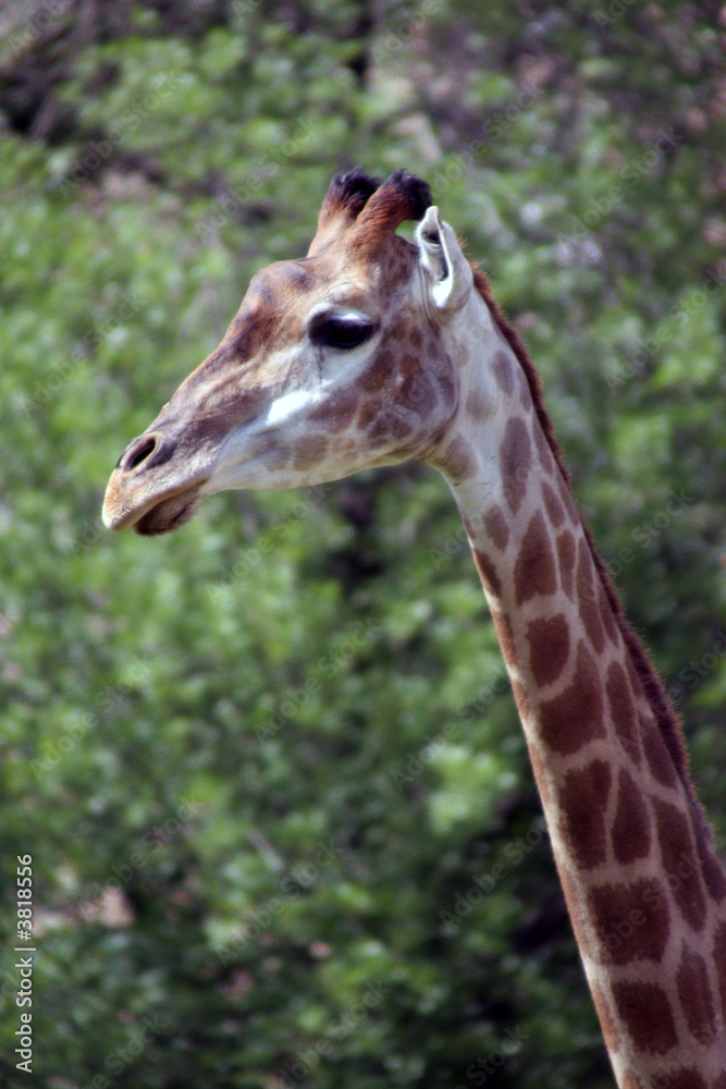 Obraz premium Giraffa cameleopardalis