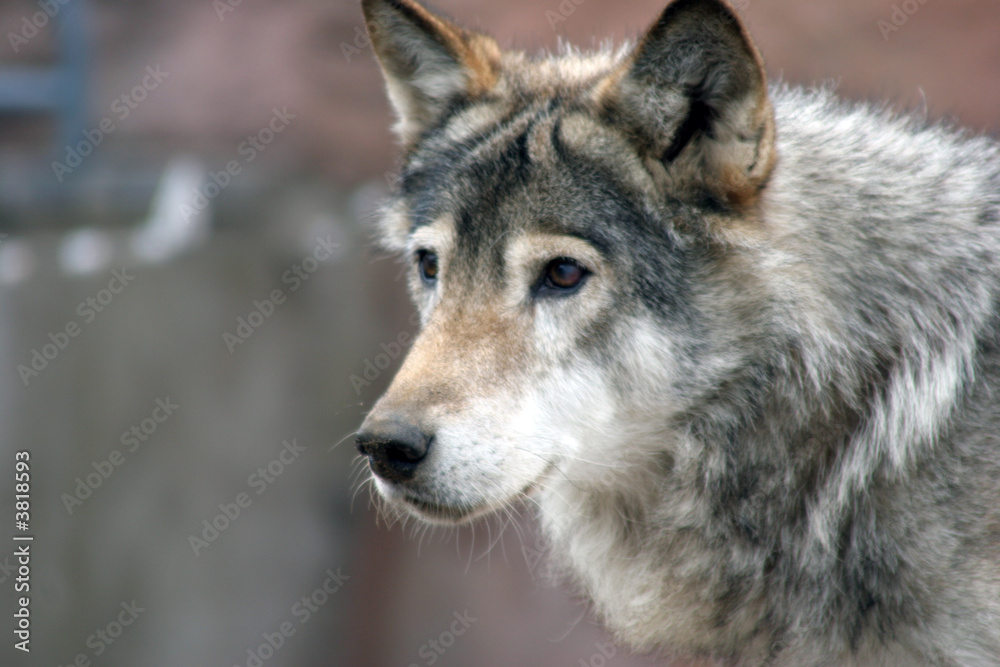 Canis lupus (Grey wolf)