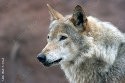 Canis lupus  Grey wolf 