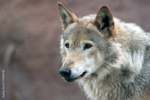 Canis lupus  Grey wolf 