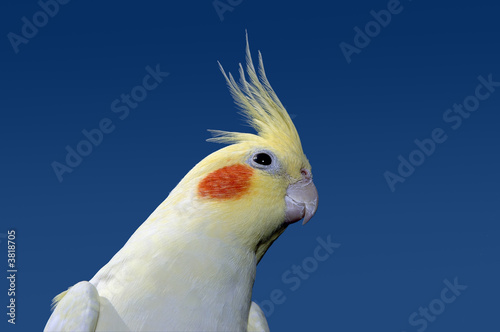 Lutino cockatiel
