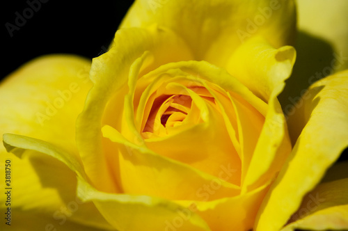 Yellow rose macro dark background