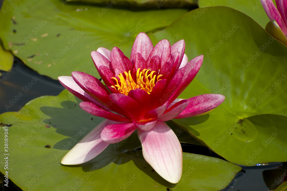 Pink exotic waterlilies blooming in pond Pink exotic waterlilies blooming in pond