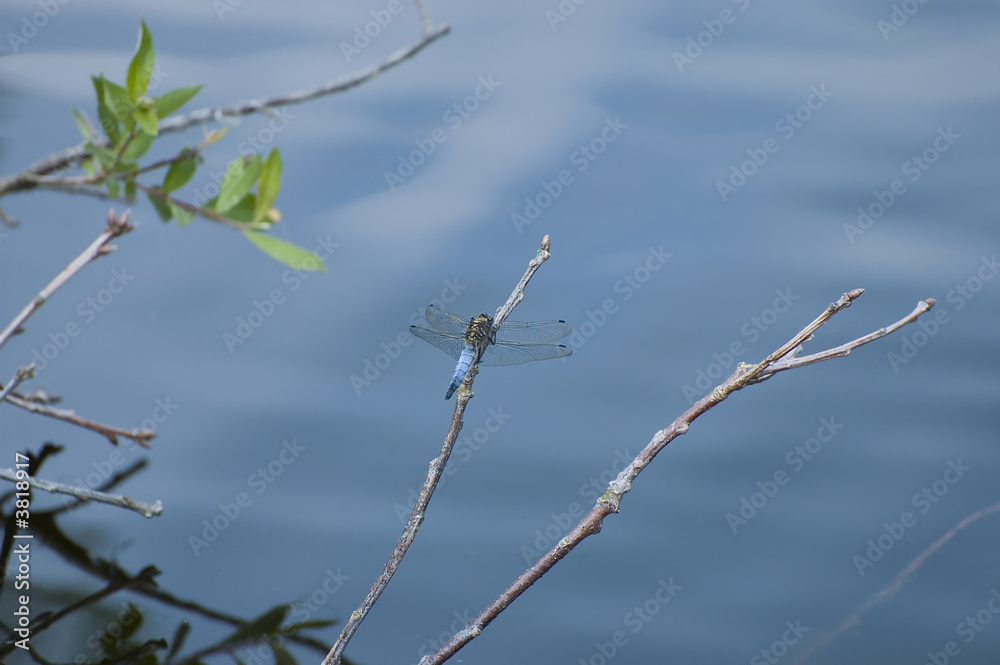 Blue dragonfly Blue dragonfly