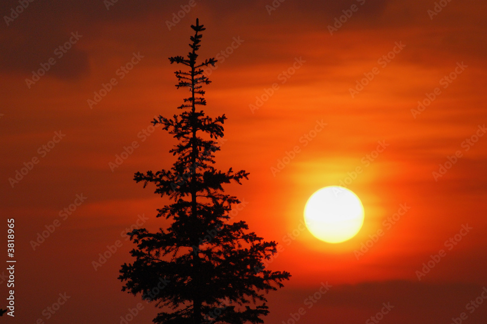 sunset and  fir