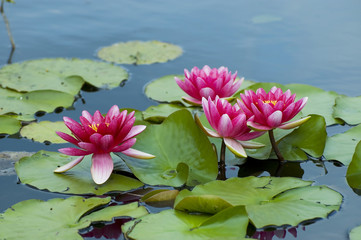 Acrylglasbilder Wasserlilien Exotische rosa Seerosen in Blüte  © Nicky Jacobs