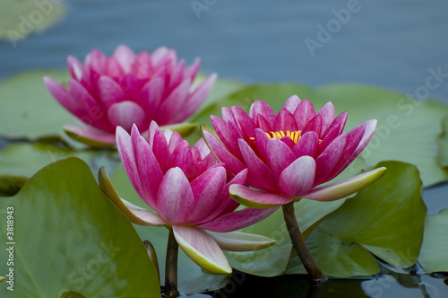 Pink exotic waterlilies blooming in pond