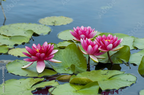 Pink exotic waterlilies blooming in pond