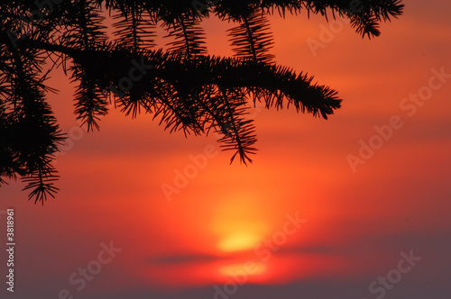 red sunset and fir branch