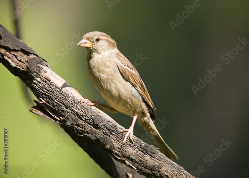 Sparrow on a green background in summer day