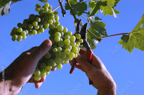 picker picking the grape