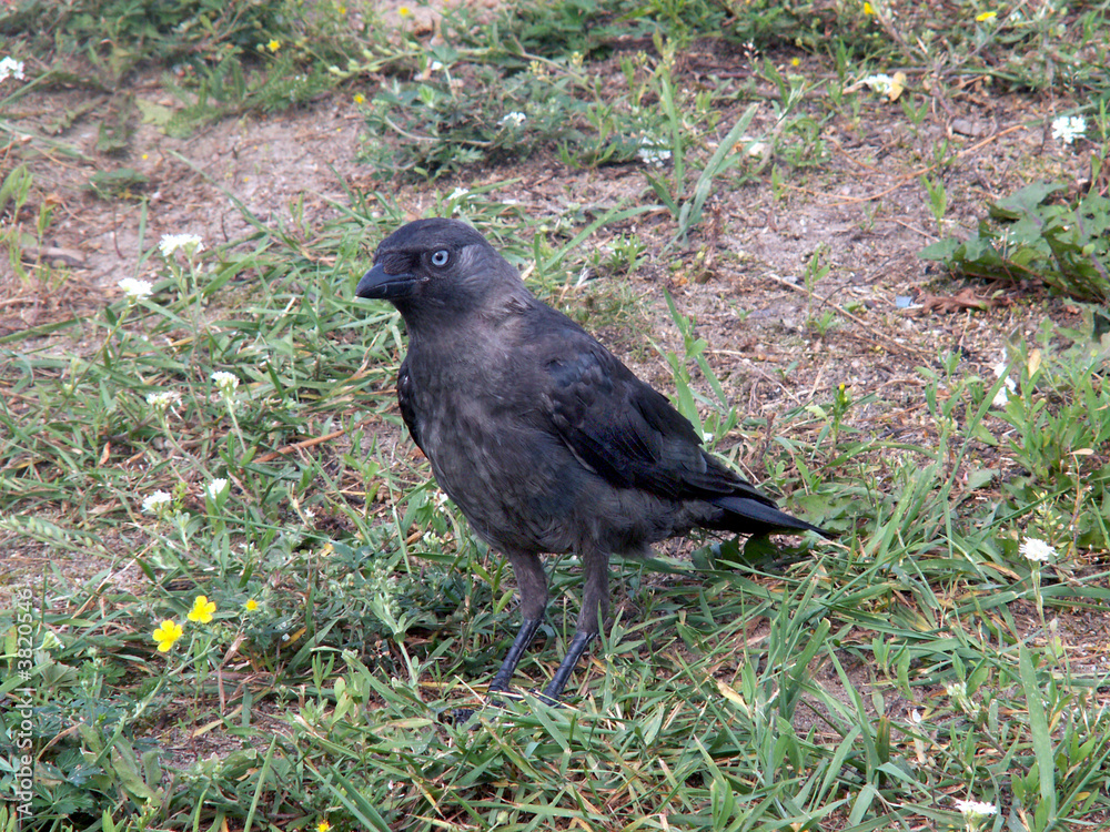 Obraz premium jacldaw