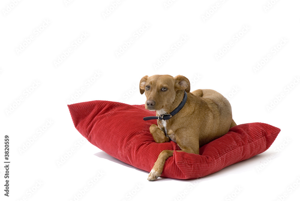 Obraz premium brown dog from a mixed breed in the studio