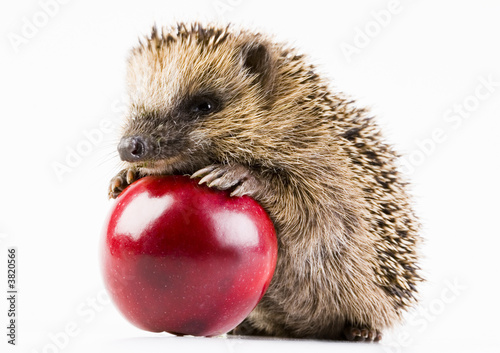 Happy hedgehog photo