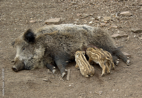 Wildschwein mit Junge photo