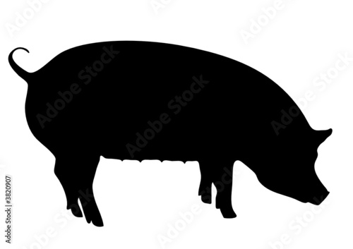 sow