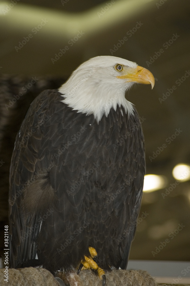 Obraz premium Aigle de profil