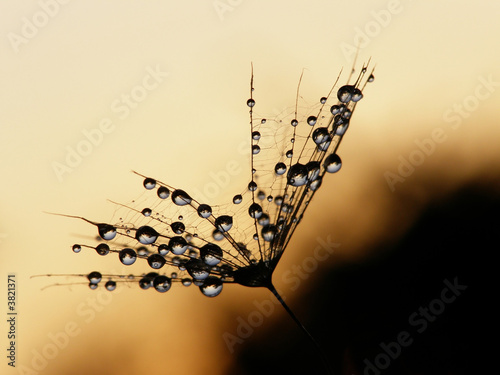 wet dandelion seed #3821371