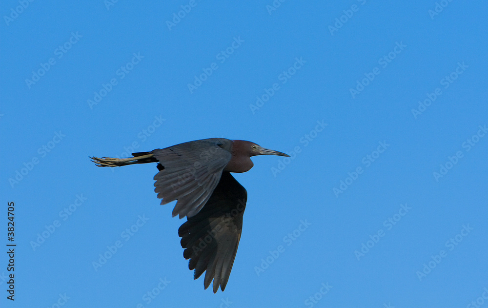 Obraz premium Little Blue Heron In Flight