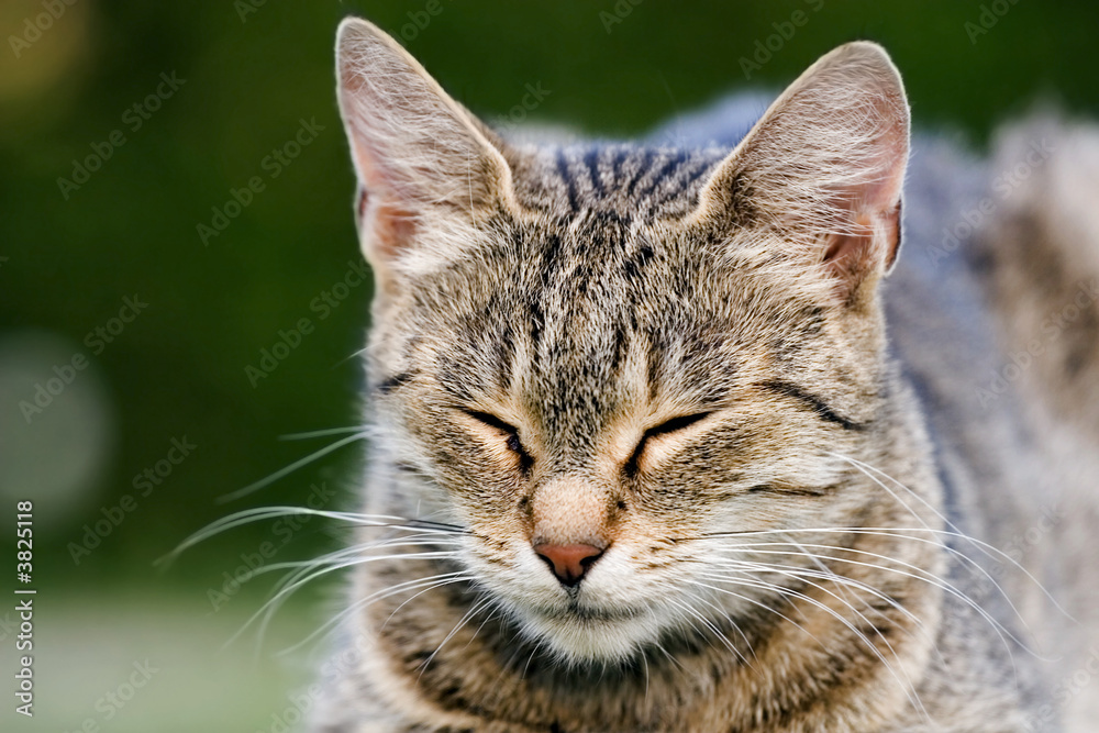 Obraz premium cat