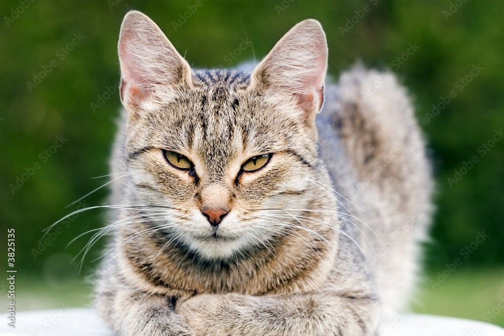Obraz premium cat