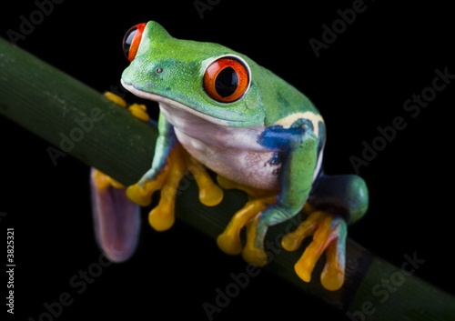 Valokuva red eyed frog on bamboo