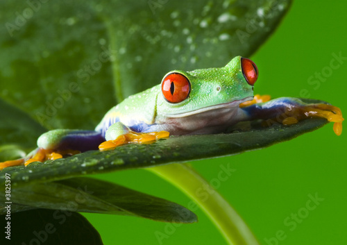 frog on leaf