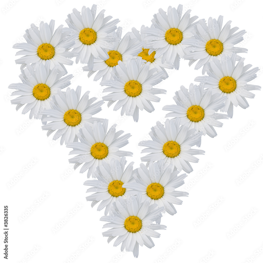 Heart from flowers of camomiles on a white background. Heart from flowers of camomiles on a white background.