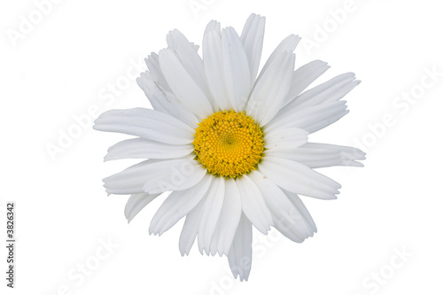 The isolated flower of a camomile on a white background.