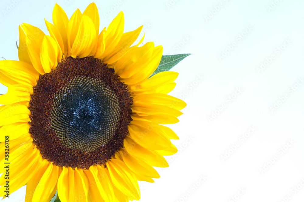 Obraz premium sunflower
