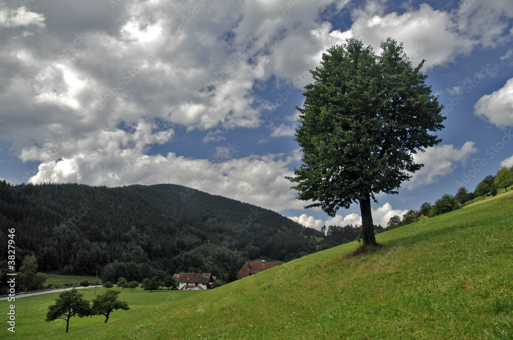 Schwarzwald Schwarzwald