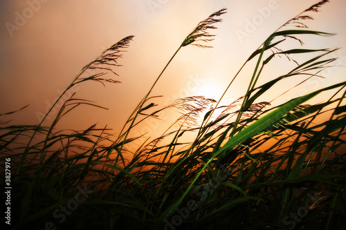 Grass blowing in the wind at sunset