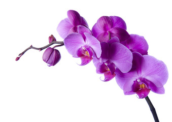 Poster Orchidee Roze orchidee met groene knoppen  © Sebastian Duda