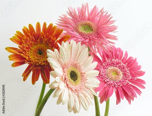 marigold flowers posy