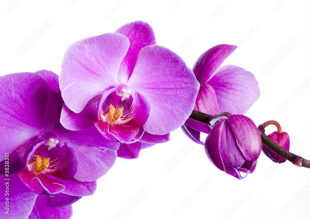 Fototapeta premium fioletowa orchidea na białym tle