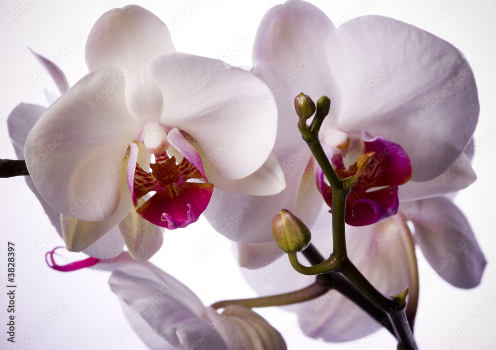 white orchid white orchid
