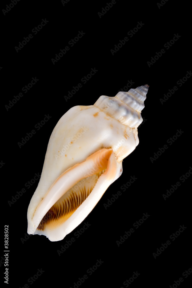 conch shell close-up isolated on black background conch shell close-up isolated on black background