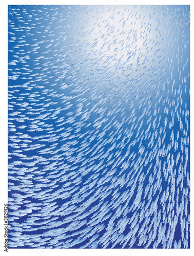 fish school under water