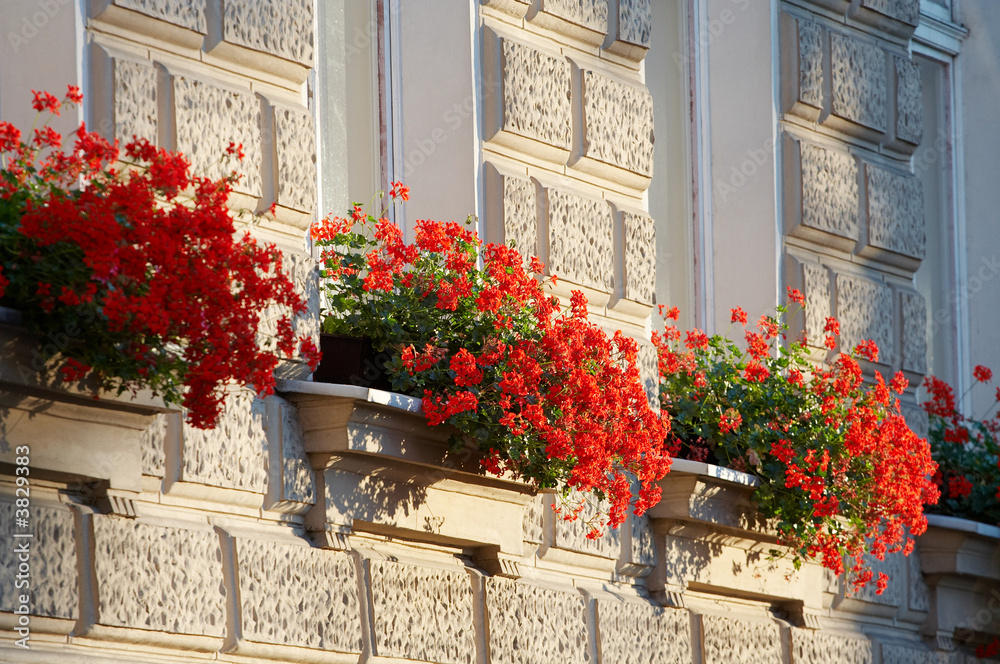 Red flowers standing at windowsills against brick wall.
