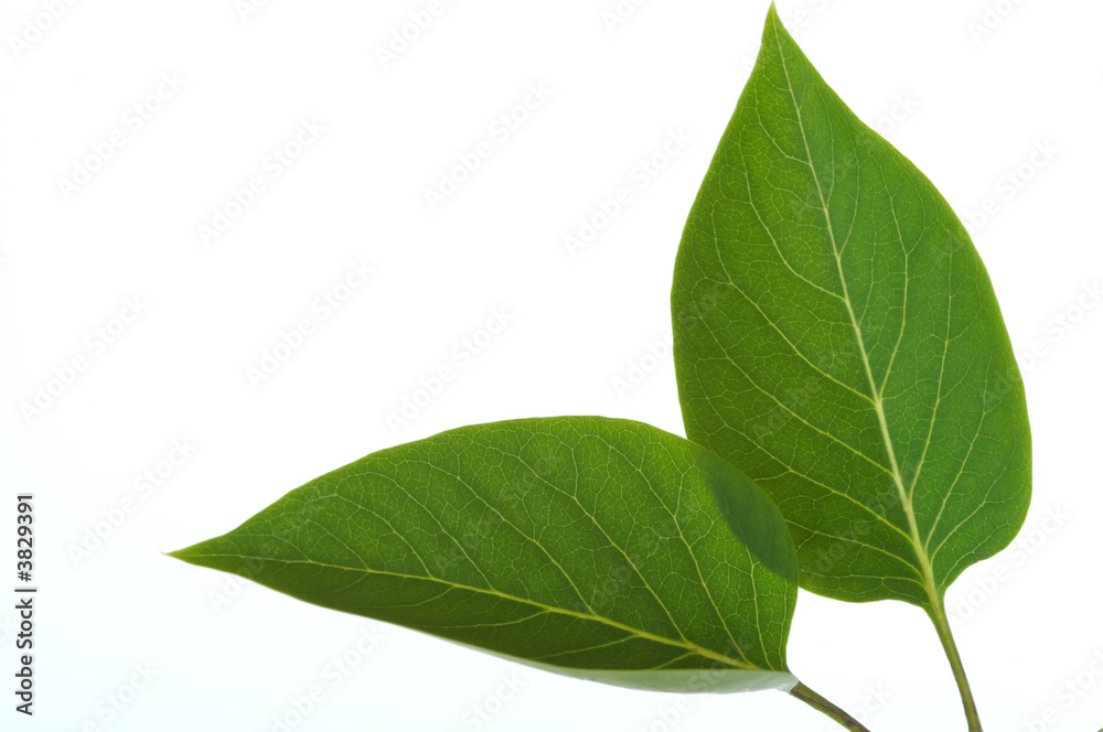 Close-up of two green leaves isolated on white background. Close-up of two green leaves isolated on white background.