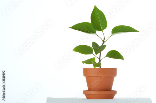 Little plant in small flower pot. Isolated on white background.