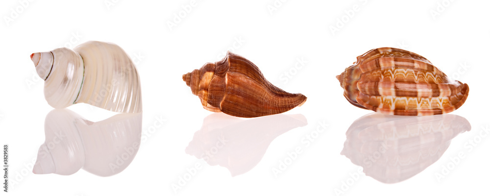Seashells isolated on white background Seashells isolated on white background