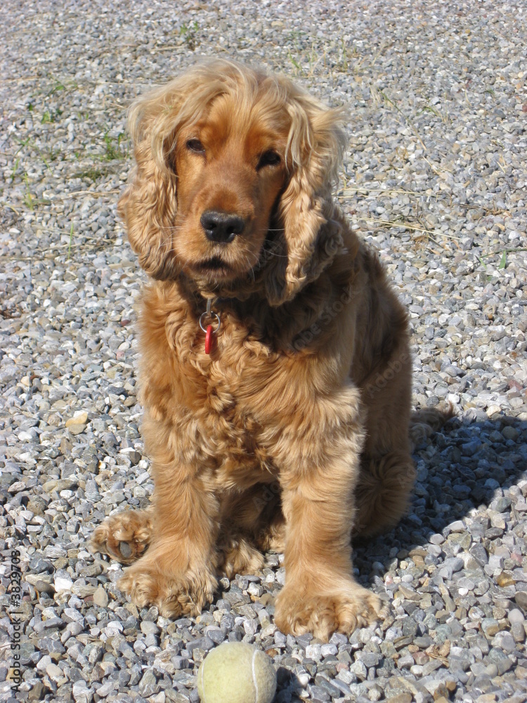 Hund mit Ball