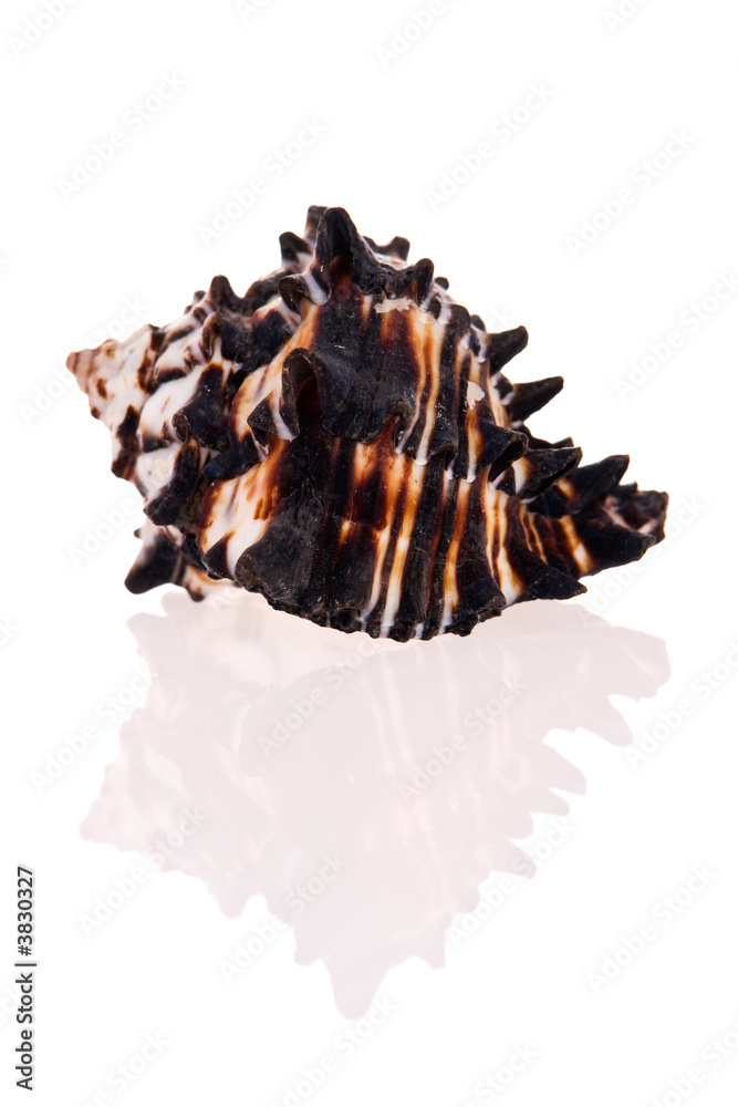Fototapeta premium Seashell isolated on white background