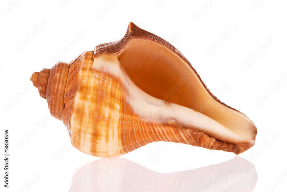 Seashell isolated on white background Seashell isolated on white background